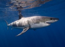 white-shark