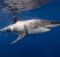 white-shark